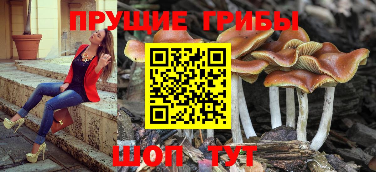 Псилоцибиновые грибы Cubensis  Вход с VPN  Алатырь  Псилоцибиновые грибы GOLDEN TEACHER 